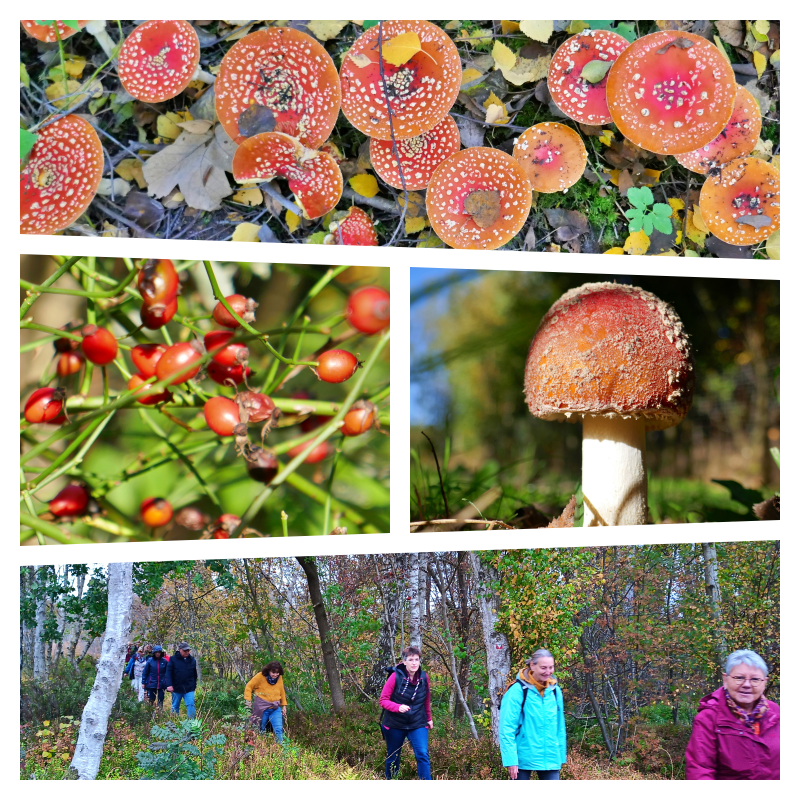 Moor, Pilze Preiselbeeren – ein Herbstspaziergang
